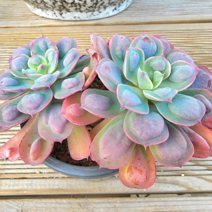 (숙이네다육이야기)869-레인드랍2두 청정 남해 화분과 함께 배송