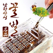 남한산성벌꿀농장 벌침벌 봉침벌 벌 벌침 봉독 벌침용벌 봉침용벌/로얄제리+꿀 영양사탕을 먹은 쌩쌩벌, 1개, 150마리이상