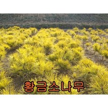 황금 소나무 접목1년특묘 3그루 나무 묘목 황금소나무묘목 묘목판매 조경수