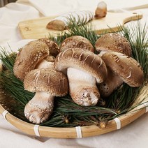 [산정마을] 순창직송 무농약 송고 송화버섯, 01_송고버섯(실속형) 1kg, 1개