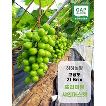 [GAP 인증] 예천 하하농장 프리미엄 샤인머스켓 2kg / 4kg
