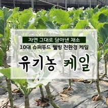 친환경 유기농 케일 쌈용 즙용 1kg, 1box, 안동 햇 부사 중-대과 10kg(흠과)