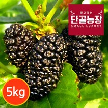 [단골농장] 내장산 토종 오디 생과 프리미엄 5kg (급냉), 내장산 토종 오디 프리미엄 5kg (급냉), 상세설명 참조