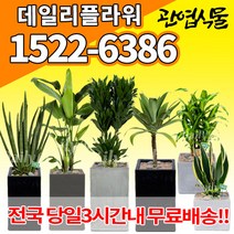 개업축하화분배달 개업식 인테리어식물 집들이 선물 금전수 스투키 산세베리아 만냥금 뱅갈고무나무 떡갈나무 알로카시아 소철 극락조 파키라 거실화분 실내화초, (선택15)뱅갈고무나무