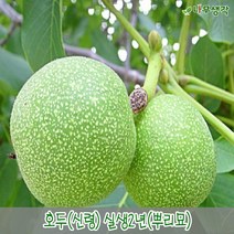 충주원예조경 호두나무(신령) 실생2년*1등묘, 주