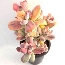 방울복랑 수박금 다육이 키우기 황금다육 다육식물1-800, 단품, 상세페이지 참조