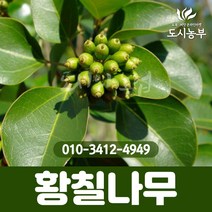 황칠/황칠나무/실생2년/포트묘/5주묶음/1등묘/특용수/황칠나무묘목/조경수/나무/묘목/도시농부