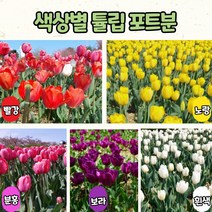 색상별 튤립 포트 10cm 화분 모종 / 선물용 튤립 / 추식구근 원예종 튤립 키우기, 퍼플프린스(보라)