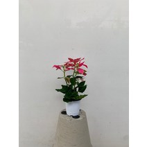 3500 핑크 포인세티아 소품 15~30cm, 1개