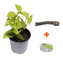 바보사랑 DIY 마이플랜츠 초야우드 형광스킨답서스 .미미네아쿠아, 상세 설명 참조
