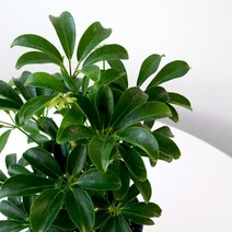 공기정화식물 미니 홍콩야자 소품 중품 모종 관엽식물 마이플랜트 식물키우기 기본 포트 식물, 중품 1개