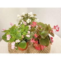 팝콘베고니아, 1개