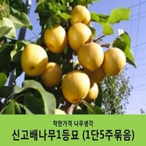 배나무묘목 묶음상품, 화산배1등묘(1단10주묶음)