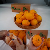 제주농장 올해 첫수확 한라봉 혼합과 중소과 3kg 5kg 10kg, 중소과10kg