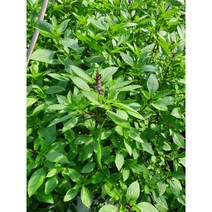 훌라파 호라파 스위트바질 타이바질 100g