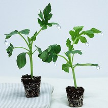 가정원예용 애플수박모종 5주 10주 20주 40주 접목묘 수박키우기