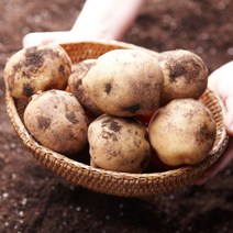 [감자파종기] 창농 감자파종기 이식기갓 파종기 다용도 이식기 모종 파종 농기구, 감자파종기 대