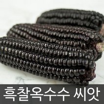 흑찰 옥수수 씨앗 검정 흑 검은 채소 종자 씨 30g