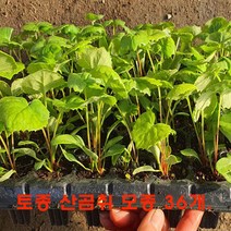 곰취모종 (토종 산곰취) 36개 판매, <토종 곰취 트레이모종 36개>” class=”wr-img”></a></div></p></div></p></div></p></div><div class=