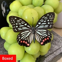 교육용 천연 진짜 나비 표본 희귀하고 절묘한 표본 투명 박스 혼합 나비 컬렉션, 27 A27