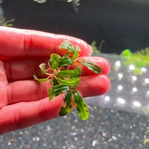 [동일개체 발송상품] 부세파란드라 sp. 카트리네 3-3