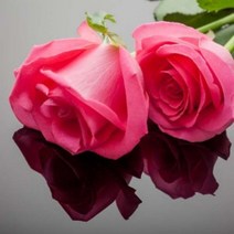 몰드몰 ( 에센셜오일 ) 로즈앱솔루트(3%희석) Rose Oil(Absulute) 3% Dilution in Jojoba E.O, [ 100ml ]