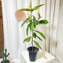 청년농부 만병에 좋은 비파나무