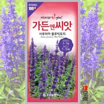 사루비아 블루빅토리 씨앗 100립 / 셀비아 일년생 야생화 꽃 봄 꽃씨 몰 종자