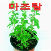 (성실농원A)마조람 화분(소)4개 허브식물