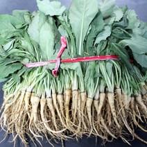 산지직송 국내산 채소 싱싱한 남해 노지 고들빼기 1.3kg, 1단 1.3kg, 1개