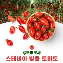 [프리미엄] 달콤한 꿀맛 스테비아 방울토마토 단마토 토망고 샤인마토, 500g, 2팩