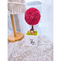 더별꽃 모스 토피어리 화분 집들이 개업용 선물 캘리그라피화분 DIY패키지, 퍼플