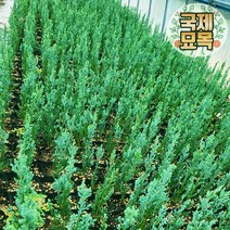 국제묘목농원 에메랄드그린묘목 문그로우 블루애로우 엔젤 측백나무 상록수 향나무 조경수 침엽수, 02_블루애로우(3월중순예약발송)