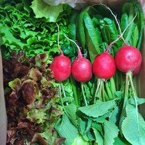 농장직송 모듬쌈채소 1kg 꽃상추 로메인 적겨자 청경채 래디쉬 비타민 당일수확 배송, 모듬쌈채소1kg
