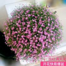 꽃 씨앗 데이지 씨앗 터지기 쉬운 대야 심기 쉬운 분재 모종 태양화 실내 외 베란다 정원 유백색 카모마일 500알+비료, 별 300 캡슐+지방의 로즈 레드 (Rose Red)