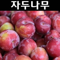 왕자두 나무 묘목 접목1년 뿌리묘 1개/유실수/과수