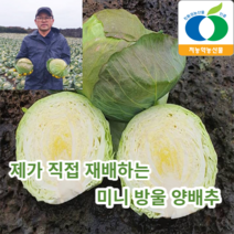 [제이름걸고팝니다] 제주 국산 미니 방울 양배추 1kg 3kg 산지직송, 미니 양배추3kg, 1개