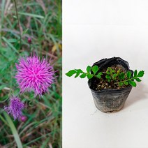 금산묘목나라 제주토종 산비장이 들꽃 야생화 모종 8cm 포트묘 20개