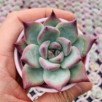 야생콜로라타 다육식물 키우기 쉬운 국민 다육이 종류