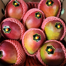 쫀득쫀득 달콤한 애플망고 1박스, 2kg(4~5과)