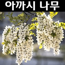 아까시나무 실생2년 뿌리묘 5개/나무 묘목/활엽수/정원용