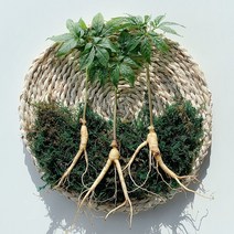수진생 수경재배 잎 째먹는 장뇌삼 산양삼 4~6년근, 수진생 4~6년근 20뿌리