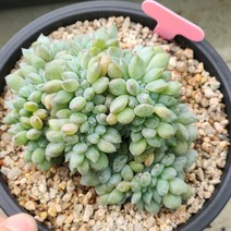 다육식물(먼로철화) 628, 1개