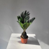 실내공기정화식물 뿌리깊은 소철나무 목대형성 30-50cm 159, 1개