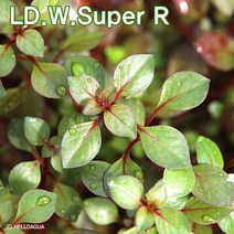 수초-루드위지아 슈퍼레드 5촉-열대어 어항 수족관 수중식물/헬로아쿠아