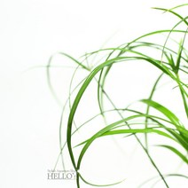 바보사랑 수경식물 시페루스 테라리움용 실내 공기정화.헬로아쿠아