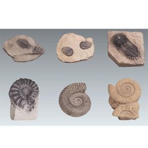 초중등 관찰학습 삼엽충모형3종 암모나이트3종 과학교실 탐구심