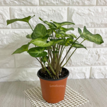 오너클랜 싱고니움 키우기 실내공기정화식물 공기청정식물 해초, 본품, 단일