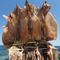 당일바리 국내산 마른(건조) 오징어, 5미(중/330g내외)