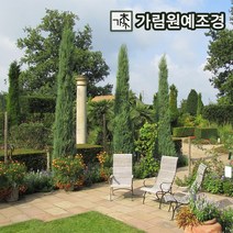 스카이로켓 향나무 사이프러스 묘목 조경수 가림원예조경, 키120cm 분묘